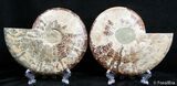 Stunning Inch Split Ammonite Pair #2614-2